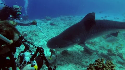 Group of scuba divers watching a Tiger Shark - Galeocerdo cuvier, Indian Ocean, Stock Footage 89619102