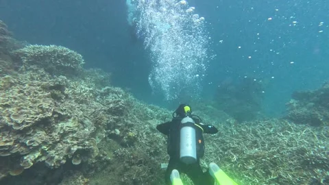 Group of scuba diving on Great Barrier Reef, Australia Stock Footage 285414429