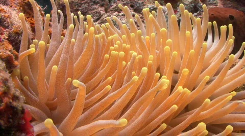 Group of sea anemone Stock Footage