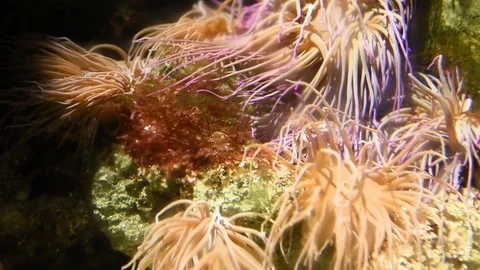 Group of sea anemone Stock-Footage 78072927