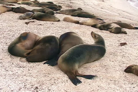 Group of sea lions Stock Footage 26391985