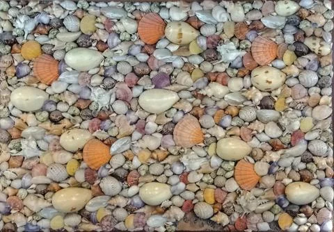 Group of sea shell background for decoration Stock Photos