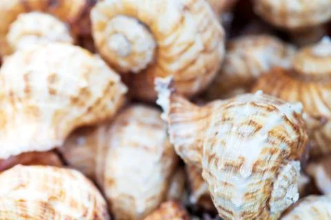 Group of Sea Shell background Texture close up Stock Photos