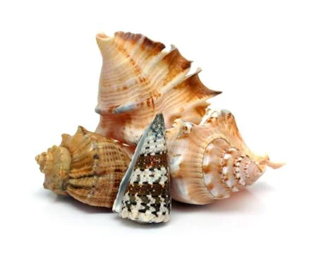 Group of sea shells close-up on white Stockfoto's
