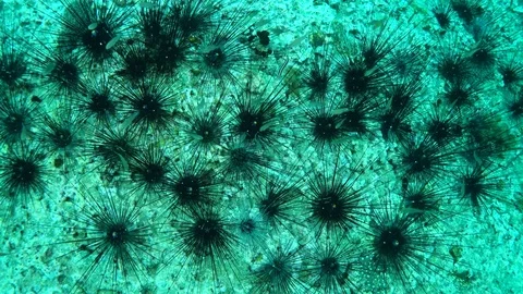 Group of Sea Urchin Stock Footage 77122540