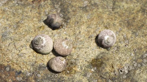 Group of Sea winkle or periwinkle on rock Video stock 113553598
