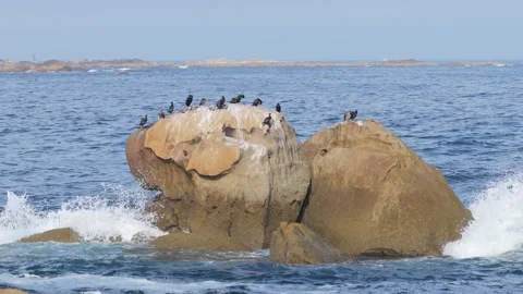 A group of seabirds perched on large rocky outcrops surrounded by ocean waves Stock Footage 346709642