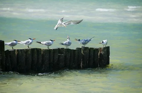 Group of seabirds Sterna Maxima Stock Photos