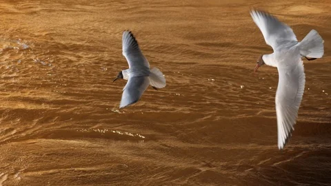 Group of seagull birds flying over river water. Slow motion, 4K UHD Stock Footage