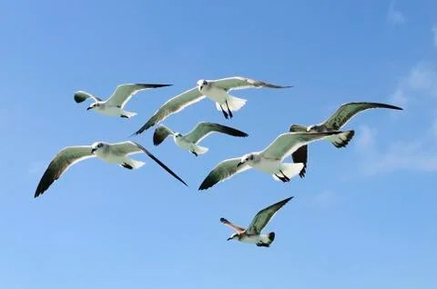 Group of seagull Foto stock