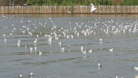 Group of seagull in sea Stock Footage 10868722