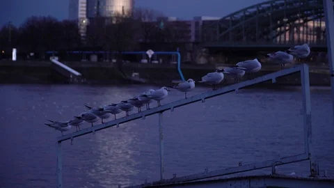 A group of seagull seating on iron railing against river water surface in the Stock Footage 87826481