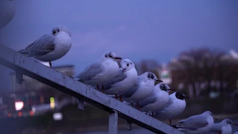 A group of seagull seating on iron railing against river water surface in the Stock Footage 87826823