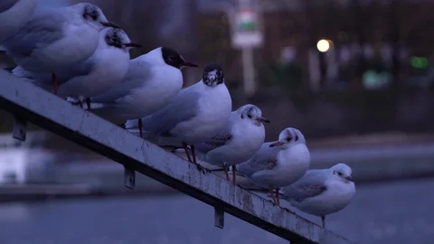 A group of seagull seating on iron railing against river water surface in the Stock Footage 87827051