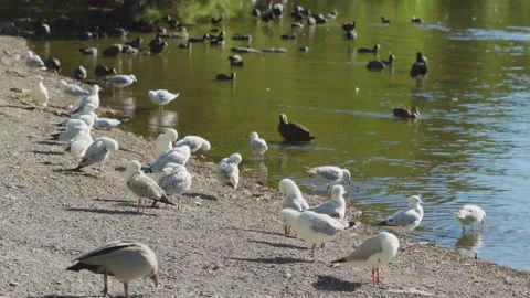 A group of seagulls and ducks by the edge of a lake Stock Footage 146997198
