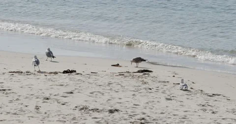 Group of Seagulls and one picking an algae Видео 148832306