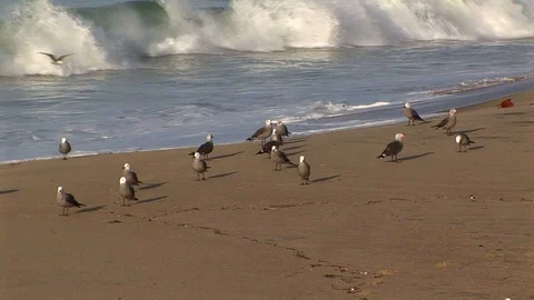 Group of seagulls on  beach with crashing waves in Laguna Beach, California USA Stock Footage 101265358