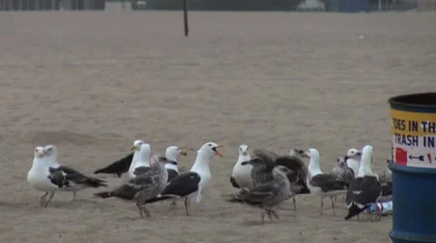 Group of Seagulls on Beach Stock Footage 7763069