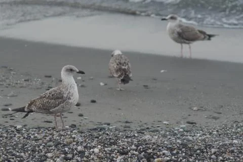 Group of seagulls, beach Stock Photos