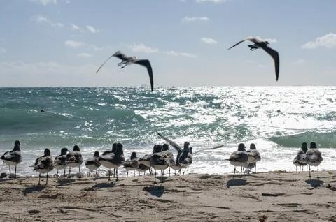 Group of seagulls on the beach Fotos de archivo