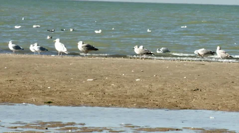 A Group of Seagulls on a Beach in the UK Stock Footage 56151611