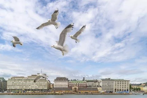 A group of seagulls on the blue sky of central Helsinki, Finland Stock Photos