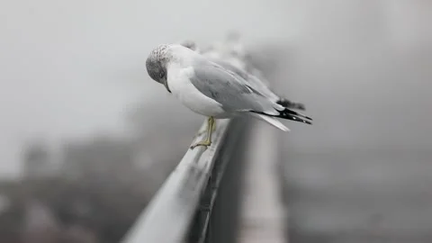 A group of seagulls brushing feathers on a railing in the fog Stock Footage 302228196
