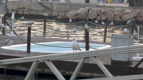 Group of seagulls calmly perched on the ropes- Stock Footage 168324874