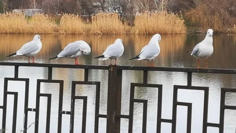 A group of seagulls cleaning their feathers by the lake Stock Footage 166896352