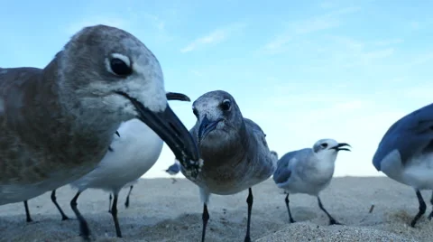 Group of seagulls feeding Video stock 54130893