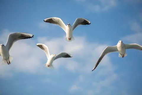 Group of seagulls fluttering  their wings on the blue and cloudy sky Stock Photos