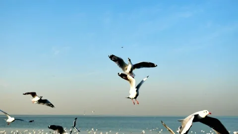 Group of Seagulls flying and floating on the sea surface Stock Footage 132846250