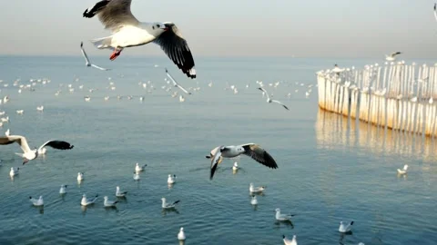 Group of Seagulls flying and floating on the sea surface Stock Footage 132846268