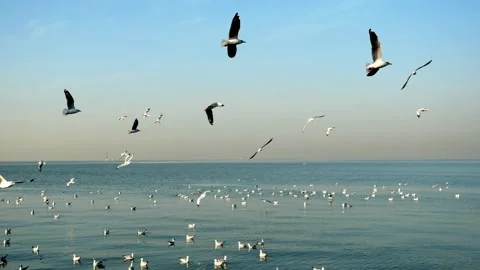 Group of Seagulls flying and floating on the sea surface Stock Footage 132846302