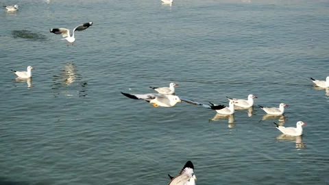 Group of Seagulls flying and floating on the sea surface Stock-Footage 132846492