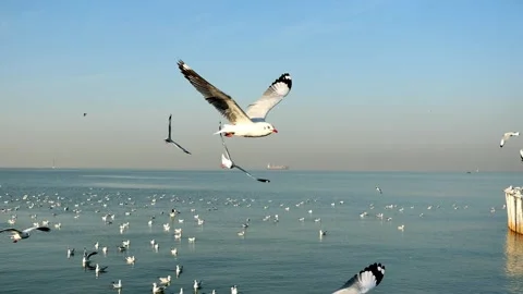 Group of Seagulls flying and floating on the sea surface Stock Footage 132846545