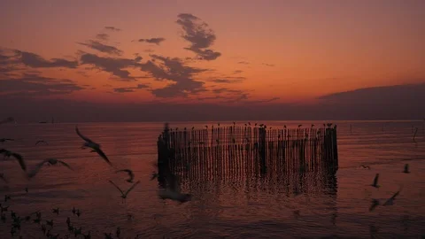 A group of seagulls flying and the sunset in the background. Stock Footage 123360708