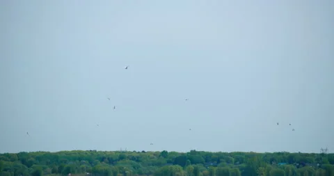 Group of seagulls flying in blue cloudy sky in slow motion with forest Stock Footage 130991356