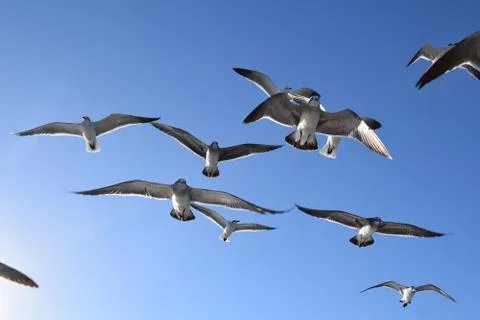 A group of seagulls flying in a blue sky from beneath Stock Photos
