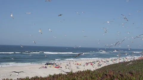 Group of Seagulls flying close to the camera. People below enjoying a beach day. Stock Footage 116437920