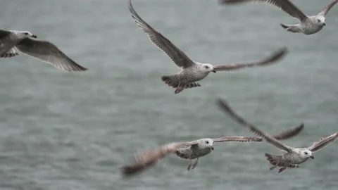 Group of seagulls flying, flutter wings and surf on strong winds - slow Video stock 175261177