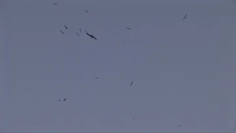 Group of seagulls flying Stock Footage 92829628