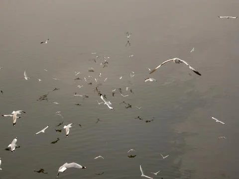 Group of Seagulls flying over the water Stock Photos