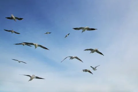 Group of seagulls flying into the sky Stock Photos