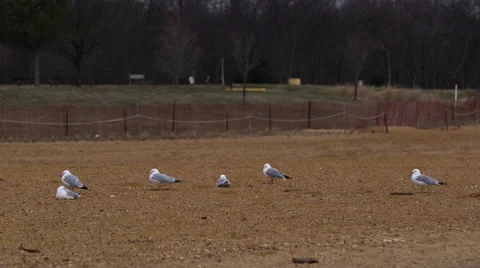 Group of Seagulls Stock Footage 61141876
