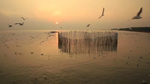 Group of seagulls Stock Footage 143188226