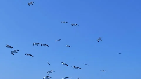 Group of seagulls gliding gulls flying clear blue sky footage Stock Footage 282765071