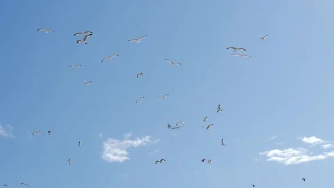 Group of seagulls going  through the sun Stock Footage 91395539