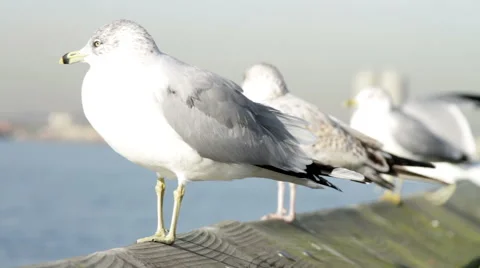 Group of Seagulls HD 스톡 동영상 41266455