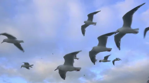 Group of seagulls hovering in strong wind Stock Footage 57877112
